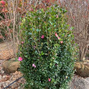 Camellia sasanqua Long Island Pink