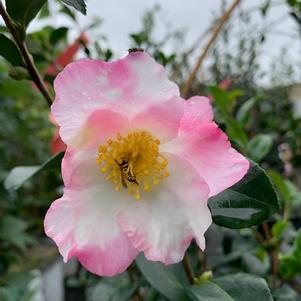 Camellia sasanqua Appleblossom