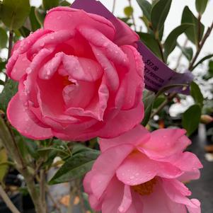 Camellia japonica Taylor's Perfection
