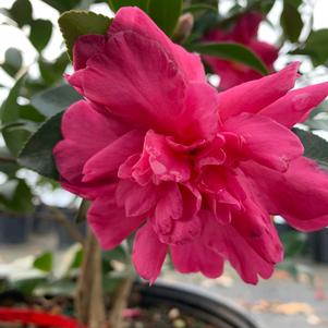 Camellia sasanqua William Lanier Hunt