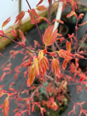 Acer palmatum Corallinum