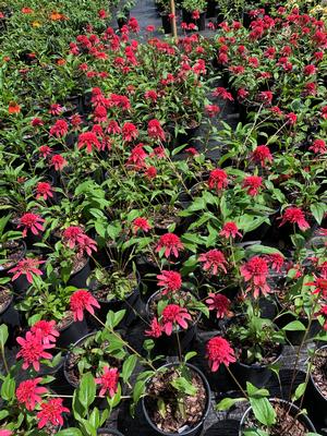 Echinacea purpurea Cranberry