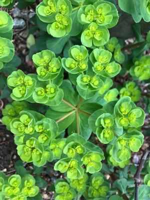 Euphorbia amygdaloides Robbiae