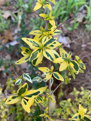 Abelia grandiflora Twist Of Lime