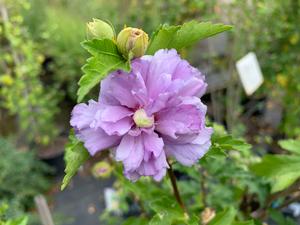Hibiscus syriacus Blueberry Smoothie™ (PP26662)