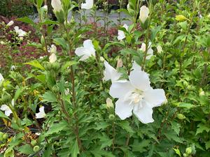 Hibiscus syriacus White Pillar® (PP28892) 