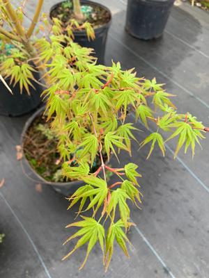 Acer palmatum Nishiki Gawa