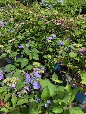 Hydrangea macrophylla Endless Summer® Twist N Shout®(PP20176 