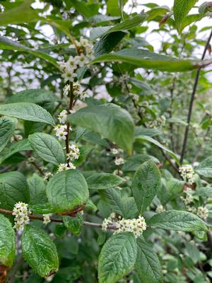 ILEX VERTICILLATA SPARKLEBERRY