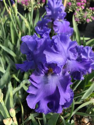 Iris gemanica Blueberry Bliss