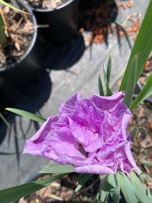 Iris siberica Pink Parfait