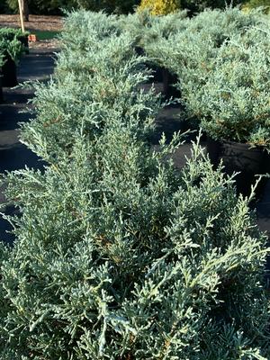 Juniperus chinensis Angelica Blue