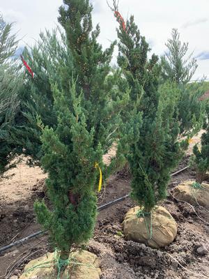 Juniperus chinensis Robusta Green