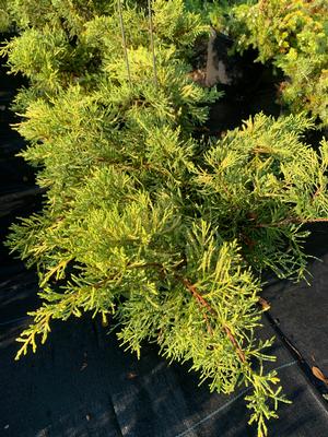 Juniperus x pfitzerian (chinensis x sabina) SAYBROOK GOLD® (995014)