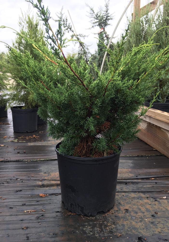 Juniperus chinensis Shimpaku
