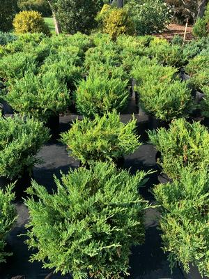 Juniperus horizontalis Youngstown