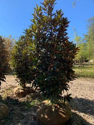 Magnolia grandiflora Alta