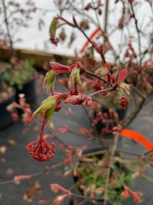 Acer palmatum Wakehurst Pink