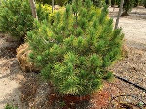 Pinus cembra Glauca