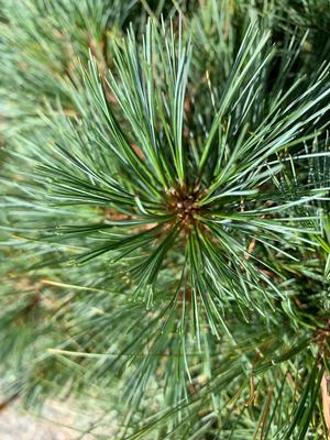Pinus strobus Blue Shag