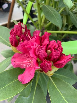 Rhododendron Besse Howells