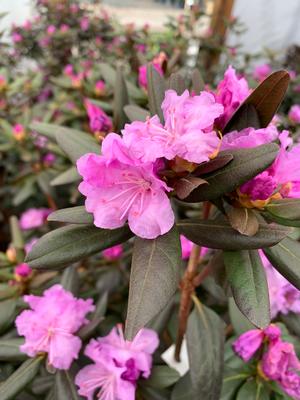 Rhododendron PJM Compacta
