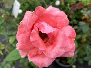 Rosa grandiflora Queen Elizabeth