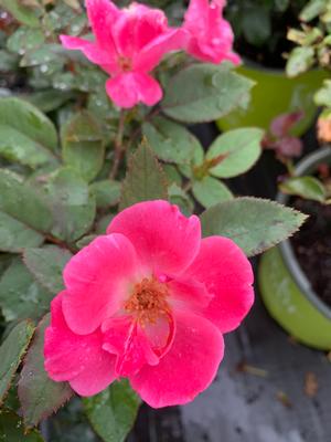 Rosa Knockout®Pink (PP15070) 