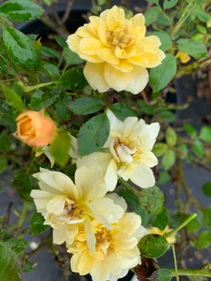 Rosa Sunrosa™ Yellow (PP24313)