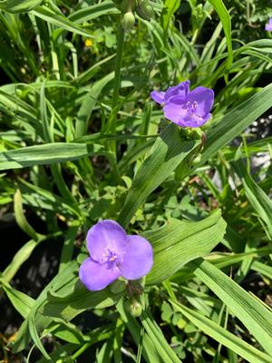 Tradescantia ohiensis Mrs. Loewer