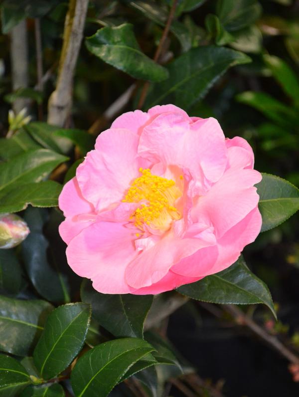Camellia japonica Cold Hardy Pink Icicle
