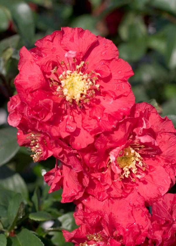 Chaenomeles speciosa Double Take Pink™(PP29475) 