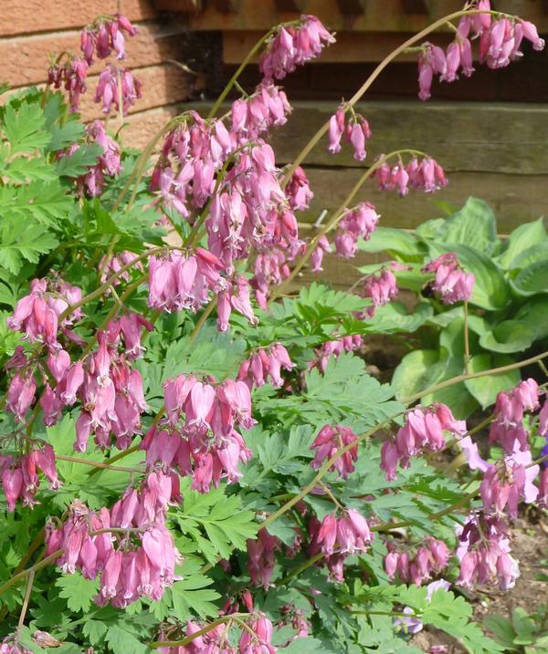 Dicentra exima x Luxuriant