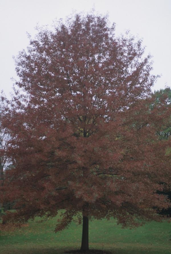 Quercus coccinea 
