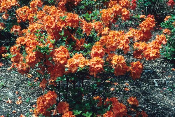 Azalea-Rhododendron Deciduous Exbury hybrid Gibraltar
