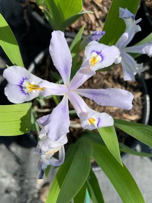 Iris cristata Powder Blue Giant