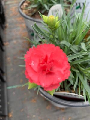 Dianthus Pinks Classic Coral