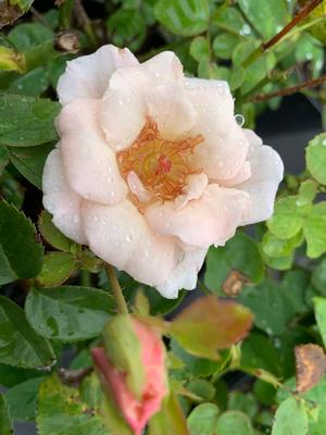 Rosa floribunda Brindabella Dawn™ PP28056 