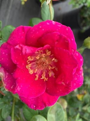 Rosa floribunda Brindabella Purple Prince™ PP28364