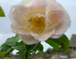 Rosa floribunda Brindabella Touch of Pink™ PP23175