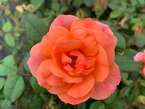 Rosa Knockout® Coral (PP19803)