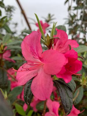 Azalea-Rhododendron Encore®Autumn Jewel®PP25074 