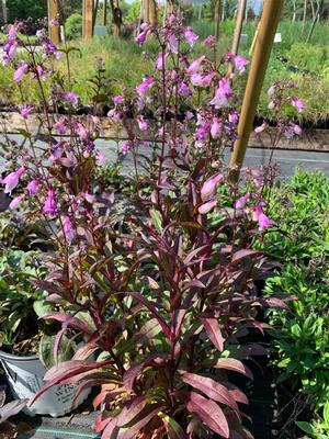 Penstemon digitalis Midnight Masquerade