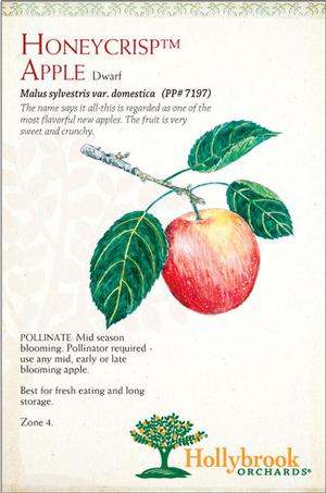 Fruit - Apple Honeycrisp
