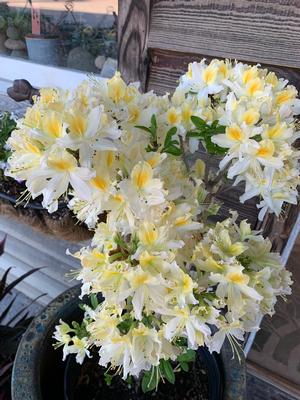 Azalea-Rhododendron Deciduous Northern Hi-Lights