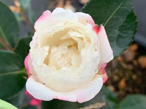 Camellia sasanqua Seikaiha