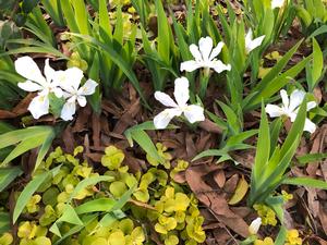 Iris cristata Tennessee White