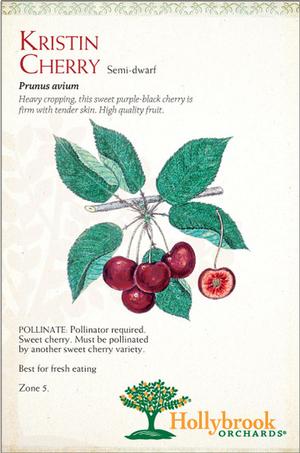 Fruit - Cherry Fruit - Cherry Kristen Semi-Dwarf