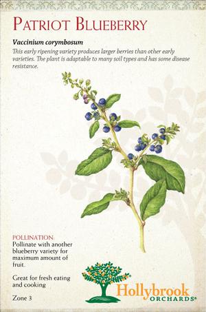 Fruit - Blueberry Fruit-Blueberry Patriot (N. Highbush)