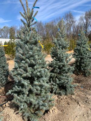 Picea pungens Baby Blue Eyes